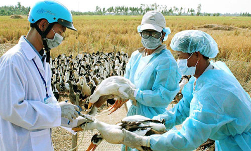 Bạc Liêu phát hiện nhiều ổ dịch cúm gia cầm