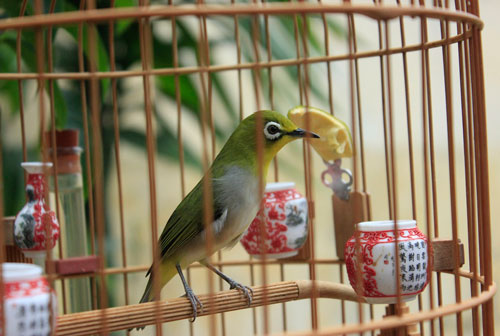 Cám chim vành khuyên Nam Rô cao cấp giá rẻ cho chim líu khối lượng 200gram