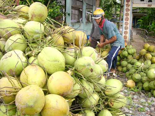 Giá dừa tươi tăng mạnh