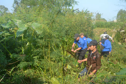Đoàn viên, thanh niên ra quân diệt trừ cây mai dương tại xã Tịnh Hà, H.Sơn Tịnh