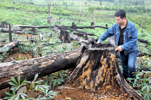 Rừng xung quanh khu du lịch sinh thái Măng Đen bị tàn phá