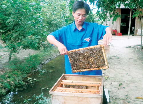 Lâm Đồng Triển khai mô hình nuôi ong ngoại khai thác mật trên thùng kế  theo hướng VietGAHP