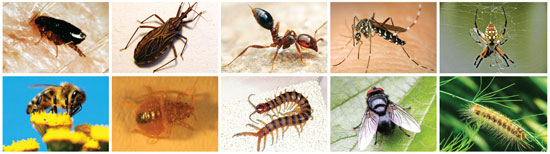 10 loại côn trùng nguy hiểm thường gặp 1