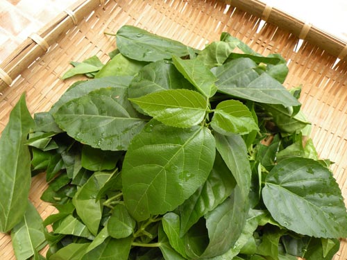 Diệu kỳ lá cách