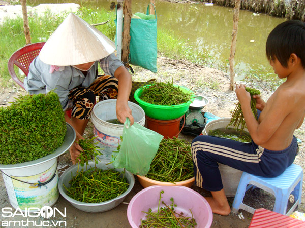 Người phố tìm ăn rau dại  1