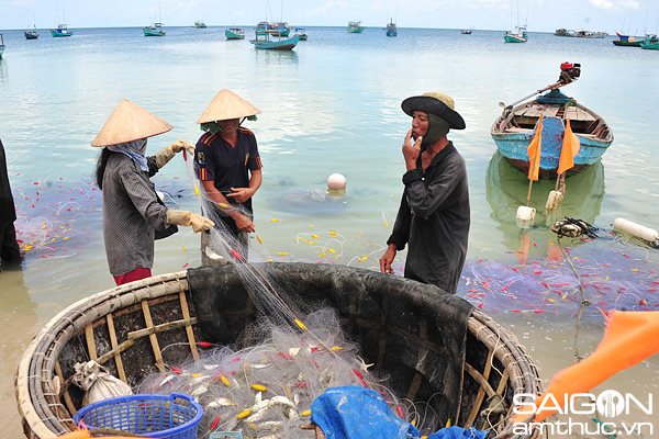 Một lần đánh cá ngân làm gỏi nơi đảo ngọc Phú Quốc 3