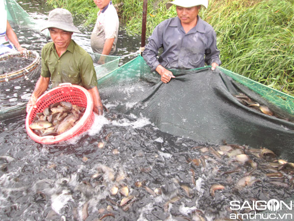 Bí quyết phân biệt 'hàng đồng' với 'hàng nuôi' 1