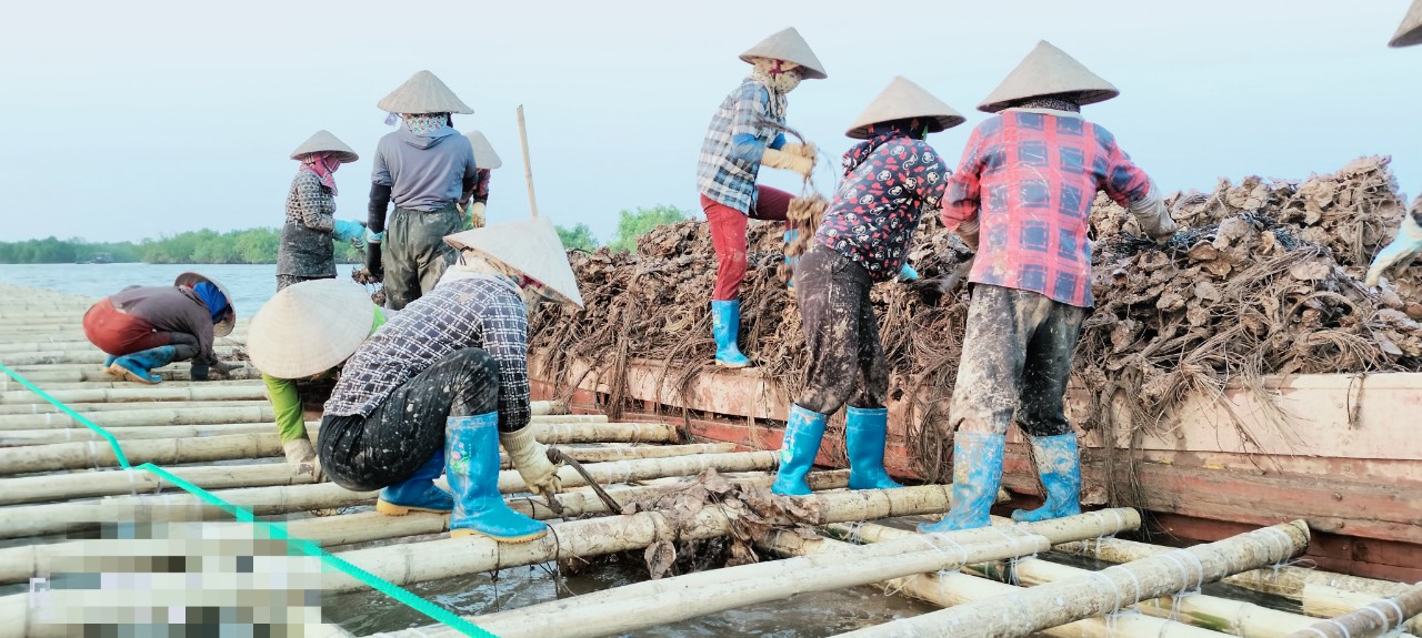 Chi tiết với hơn 69 về mô hình nuôi hàu dây mới nhất  Tin học Đông Hòa