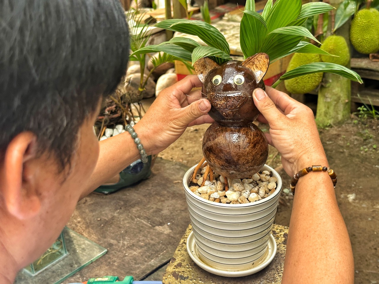 Dừa bonsai hình con mèo 'độc lạ' của người đàn ông ở TP.HCM hút ...