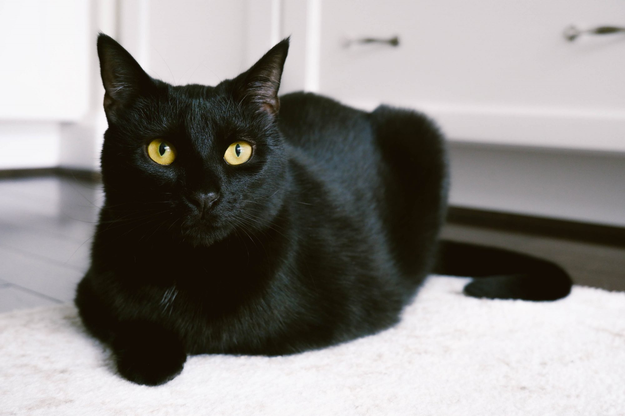 Biểu tượng mèo đen đem lại cho chúng ta sự may mắn, cảm giác bình an và sự bảo vệ. Hãy để hình ảnh con mèo đen dìu dắt bạn vào một thế giới đầy phép thuật và tiếng cười nhé!