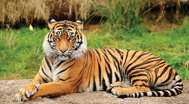 Văn hóa hổ: Hổ là một trong những linh vật truyền thống và đặc trưng của văn hóa nhân loại. Khám phá ngay những điều thú vị về văn hóa và tín ngưỡng liên quan đến động vật tuyệt vời này, cùng nhau hòa mình vào thế giới tuyệt vời của hổ!