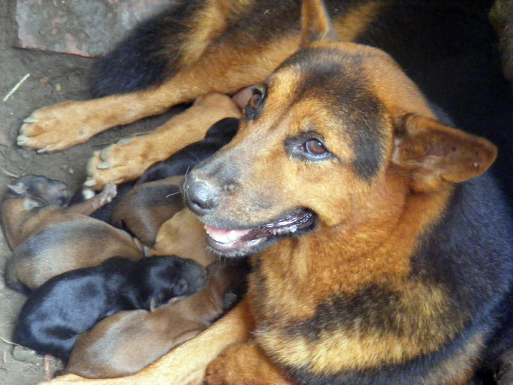 Kỳ lạ chó cỏ sinh đến 11 chó con