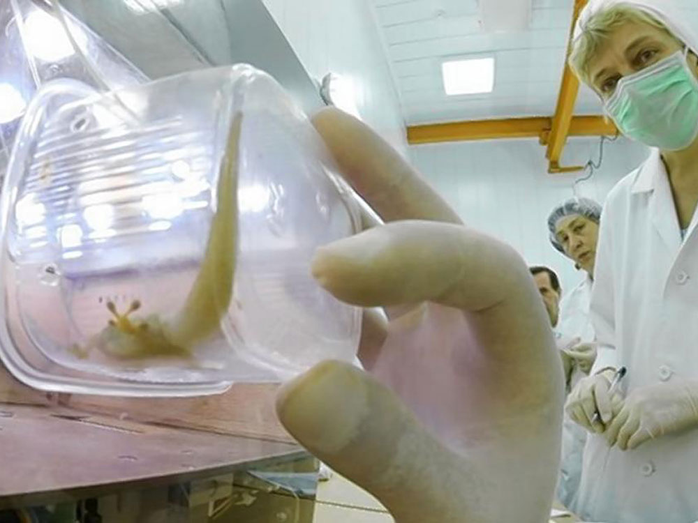 Các “phi hành gia” tắc kè đã chết sạch và Nga đang điều tra nguyên nhân - Ảnh: Roscosmos