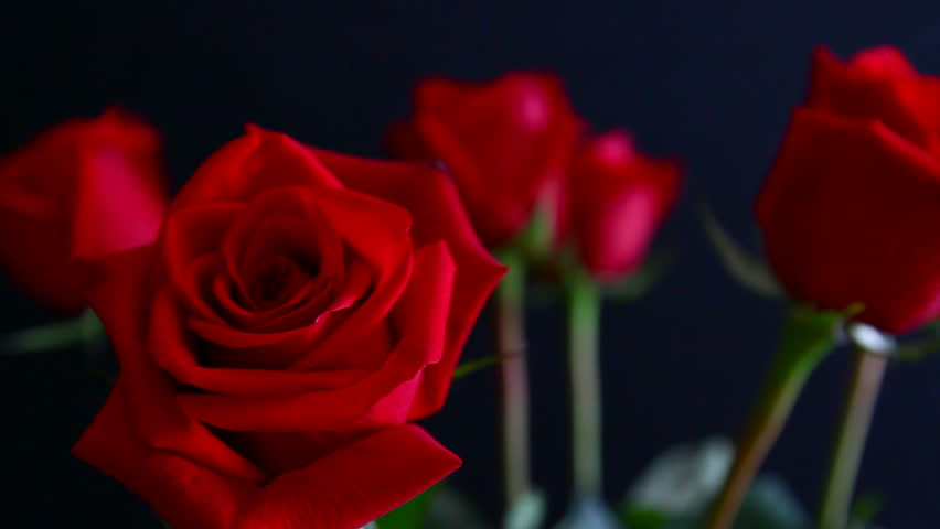 Hoa hồng màu đỏ thể hiện rằng người tặng đang yêu - Ảnh: Shutterstock