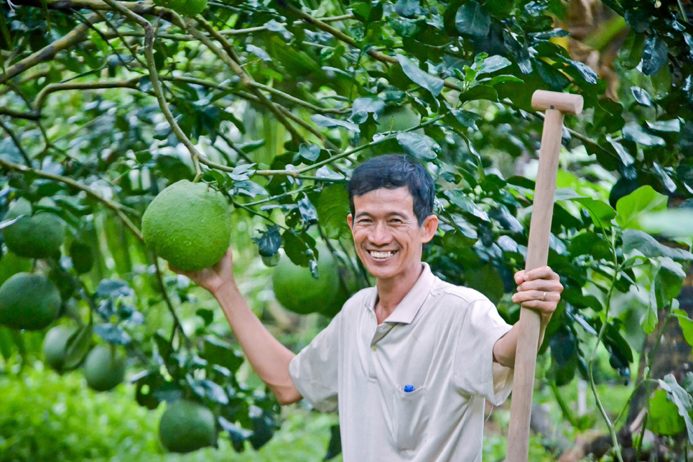 Trồng dừa thấp tè với tay hái trái anh nông dân chinh phục vùng đất phèn   Báo Dân trí