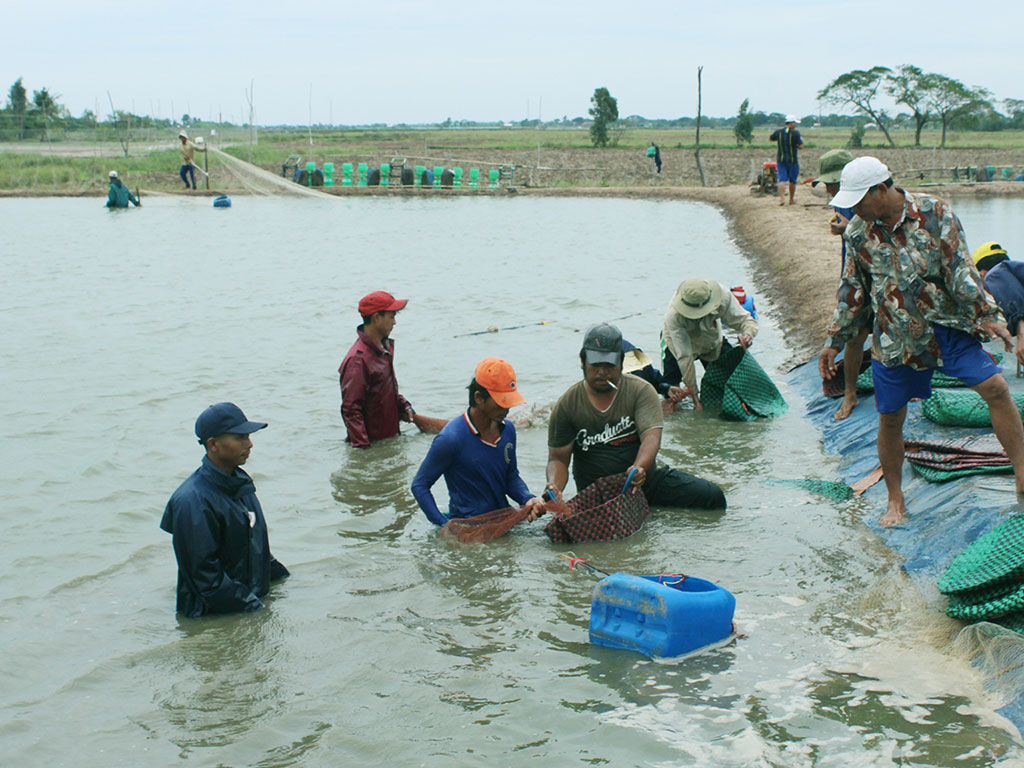 Nông dân Nghệ An thu tiền tỷ nhờ nuôi tôm trên cát  Tin trong tỉnh  Dân  Việt