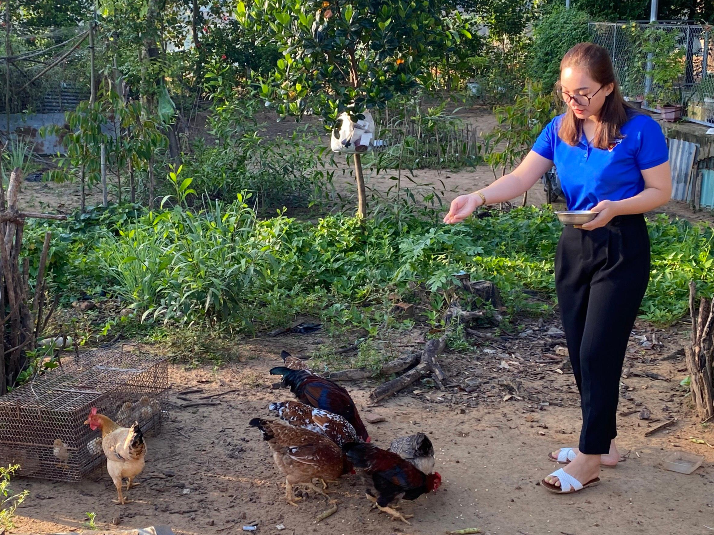 Quảng Bình Phát triển mô hình nuôi gà thả vườn