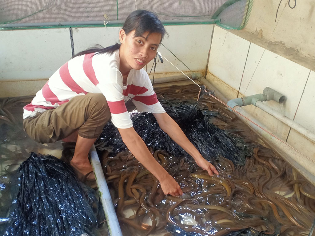 Trung tâm Dịch vụ Nông nghiệp huyện Gò Công Tây sơ kết mô hình khảo nghiệm Nuôi  lươn không bùn trong bể xi măng lót gạch men