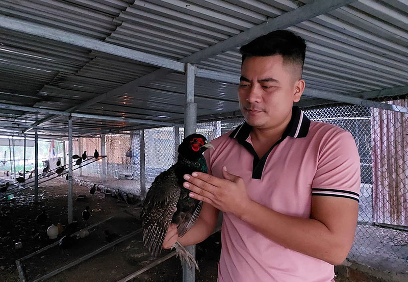 Người dân Quỳnh Lưu nuôi chim trĩ cho thu nhập cao
