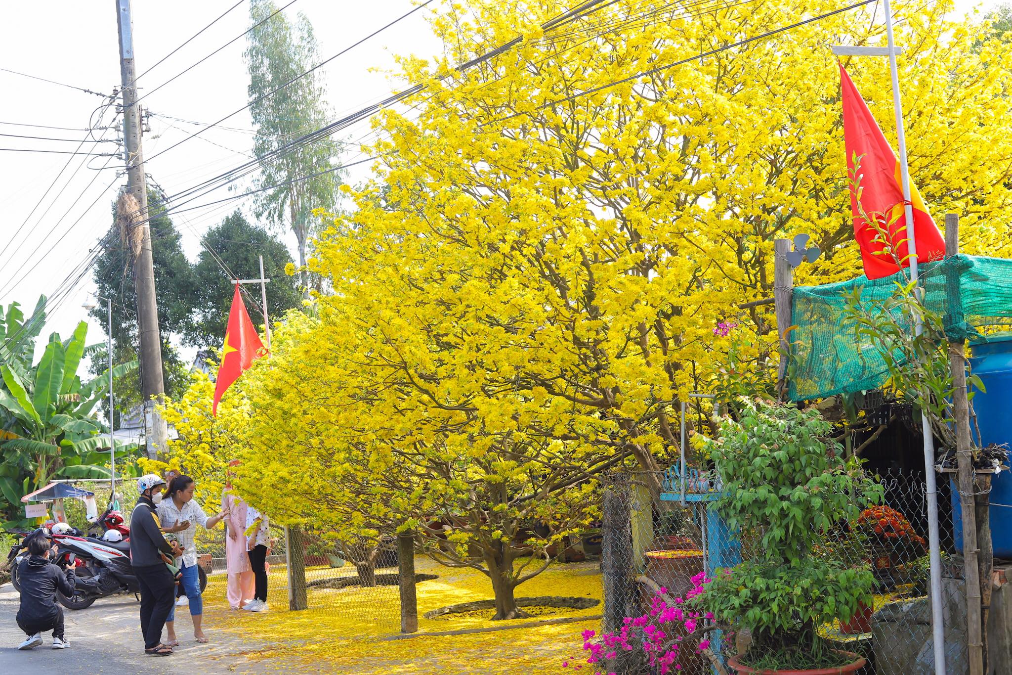 File tranh cây mai vàng CT157