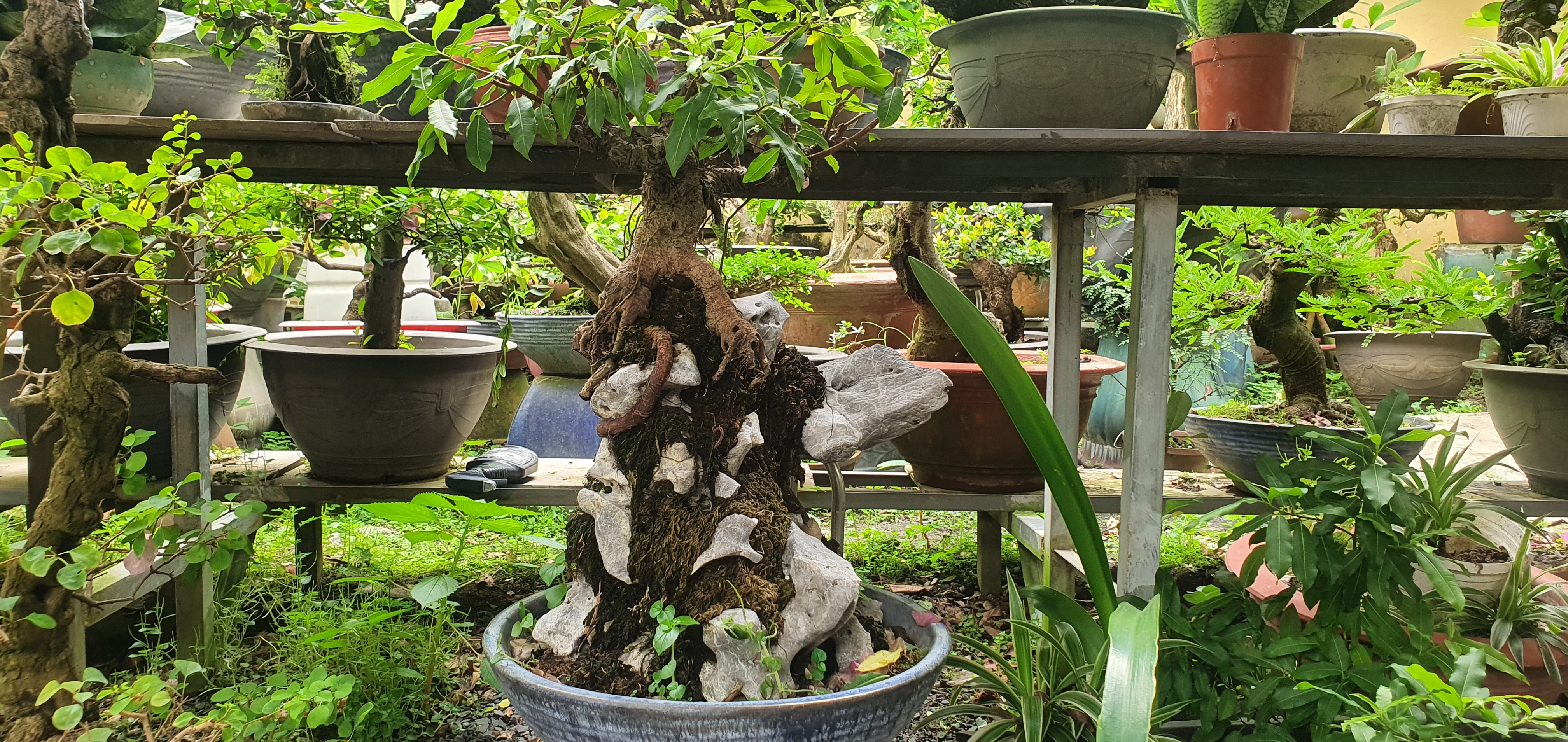 Vườn bonsai tiền tỉ giữa lòng TP.HCM của chàng trai 9X