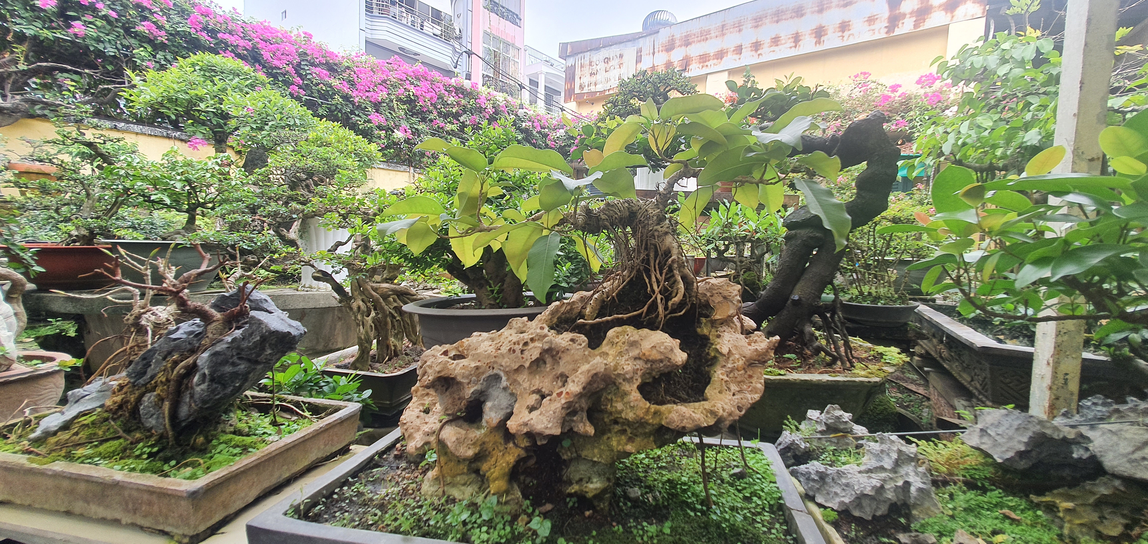 Vườn bonsai tiền tỉ giữa lòng TP.HCM của chàng trai 9X