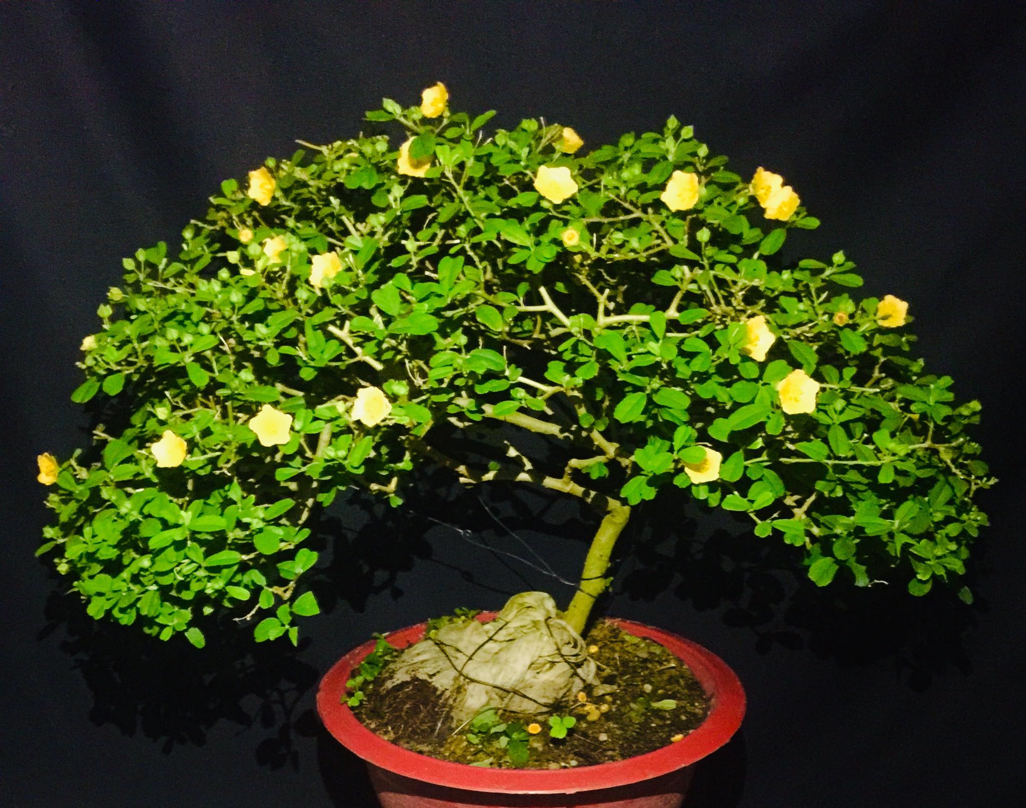 Hoa ké mọc dại bên đường \'hóa\' bonsai thu về tiền triệu