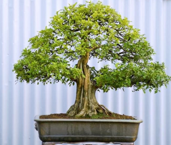 Cây nguyệt quế để bàn