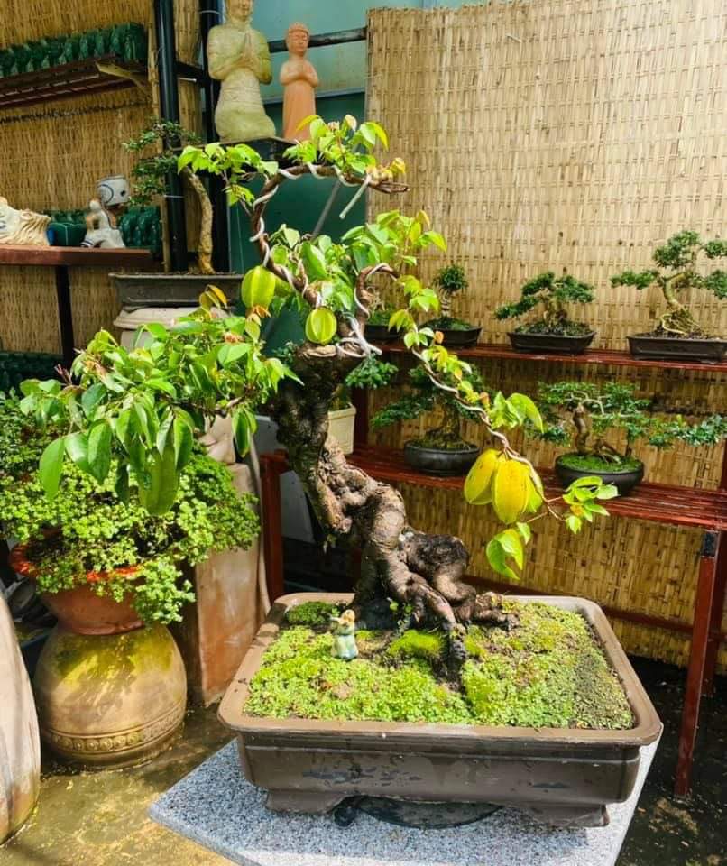 Cây khế \'hóa\' bonsai thu về tiền triệu