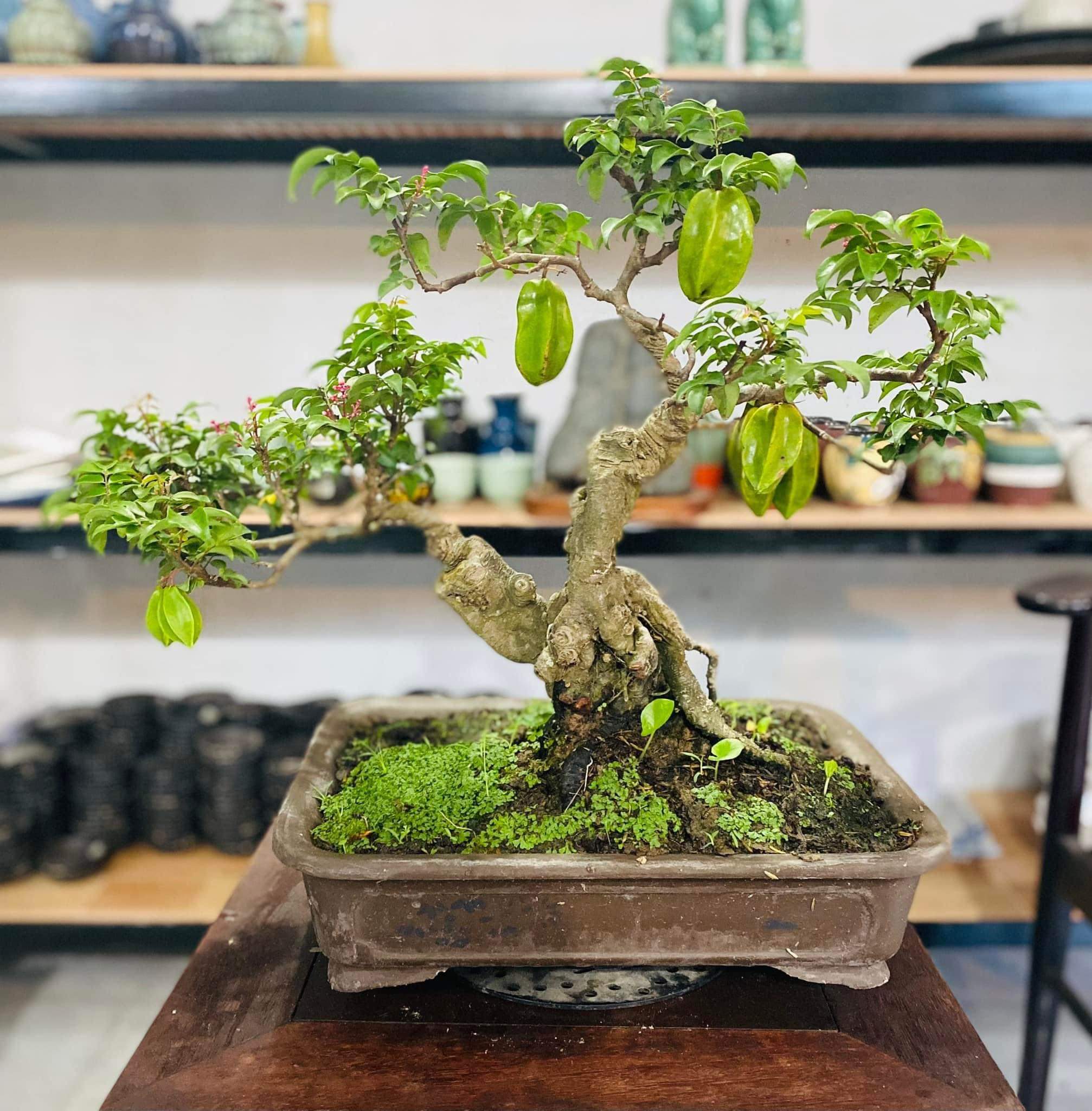 Cây khế \'hóa\' bonsai thu về tiền triệu