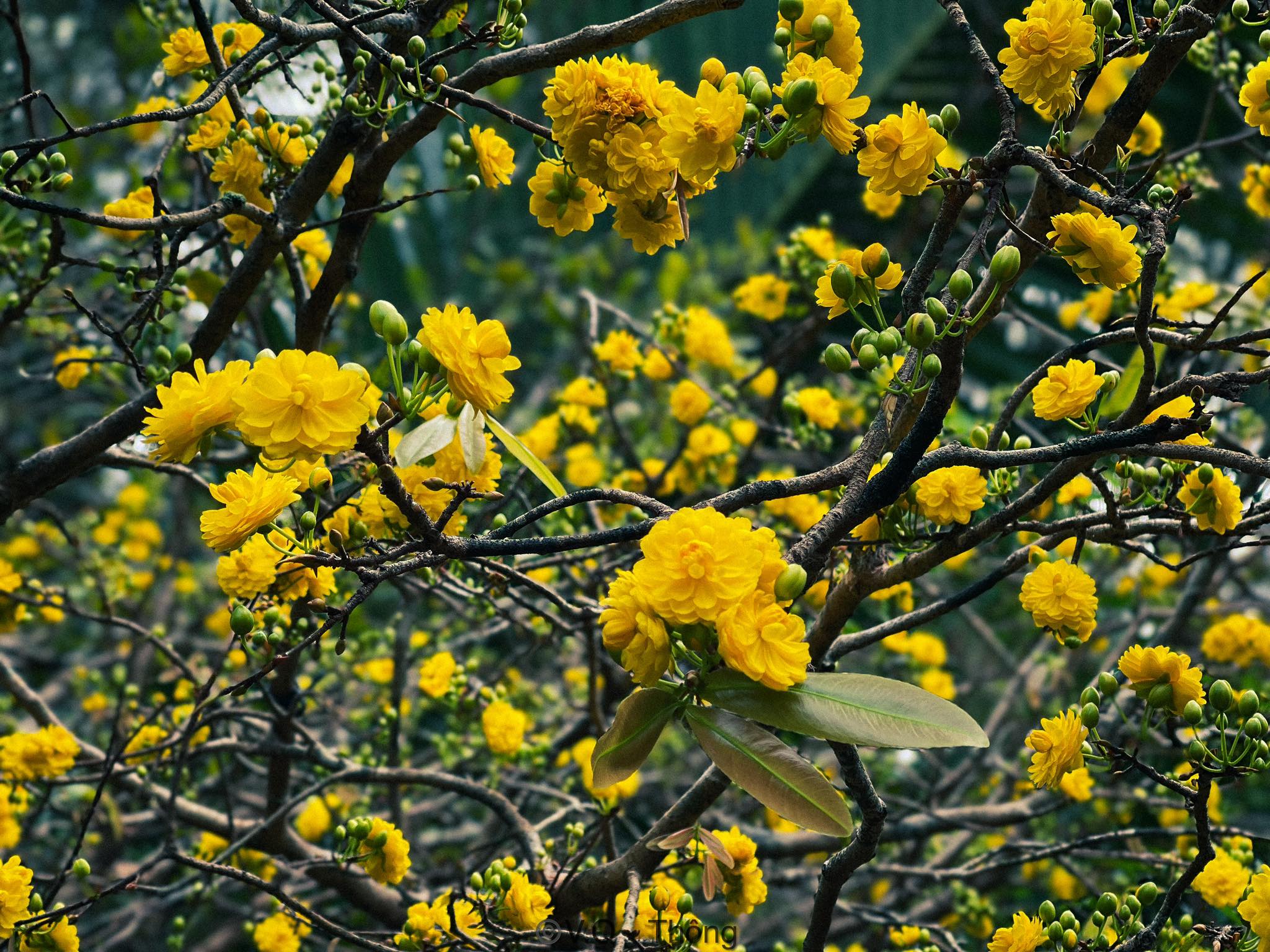 Đi 'Săn' Những Hoa Mai 150 Cánh Vàng Nở Rực Tuyệt Đẹp
