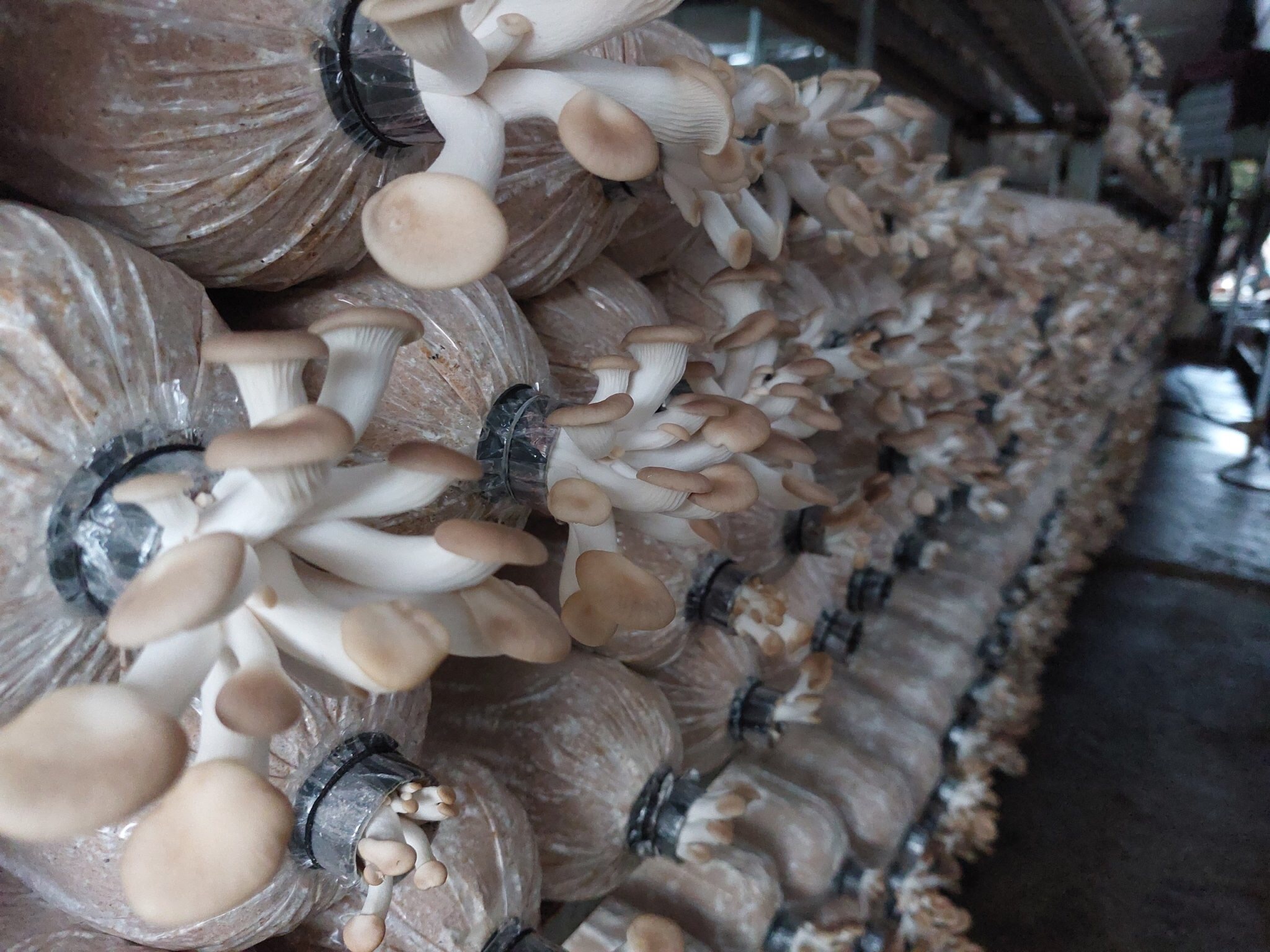 Ninh Bình Sản xuất nấm bào ngư xám mỗi tháng thu lãi 50 triệu