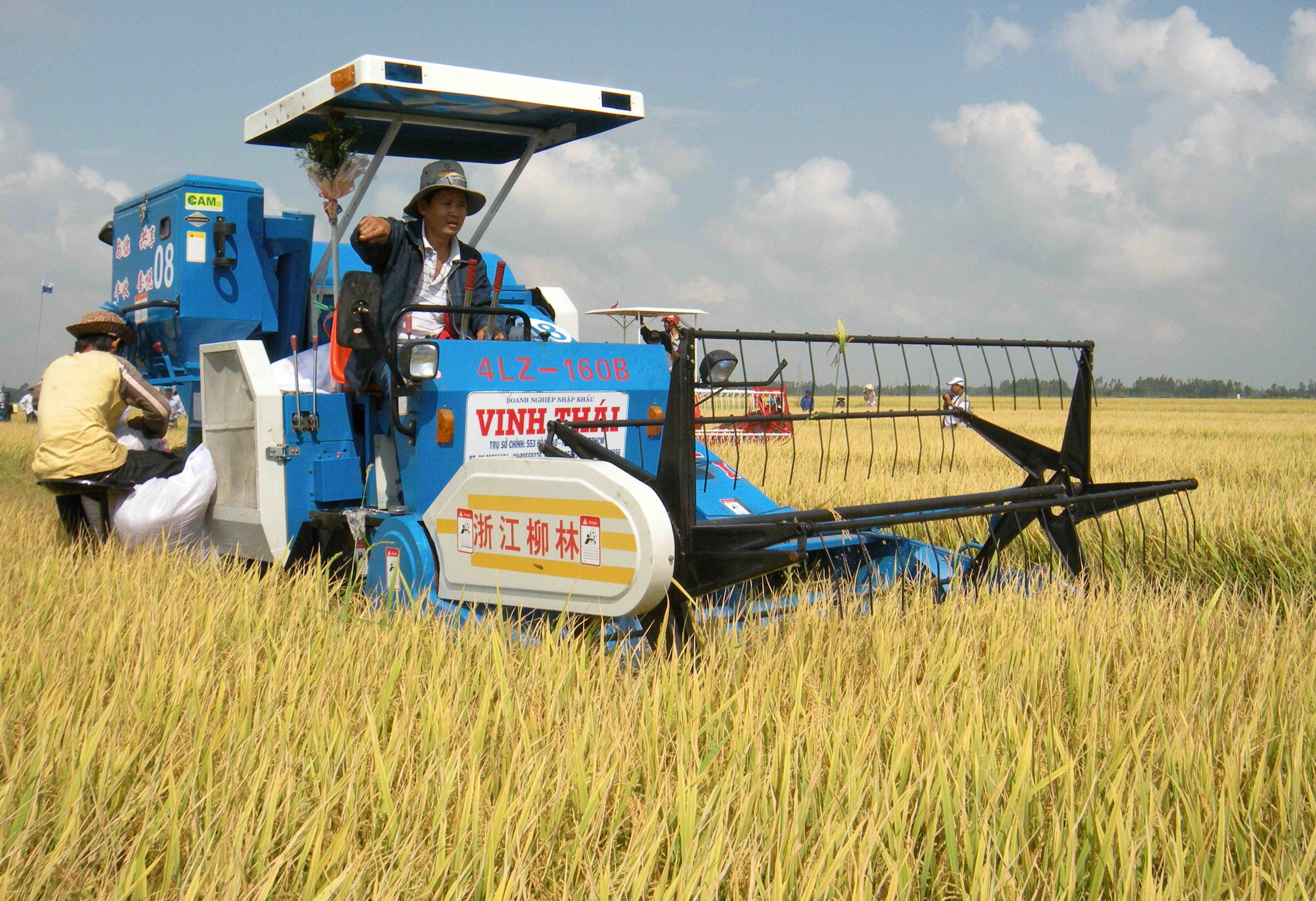 Sản xuất lúa gạo cần tổ chức lại thành vùng sản xuất lớn - Ảnh: Chí Nhân