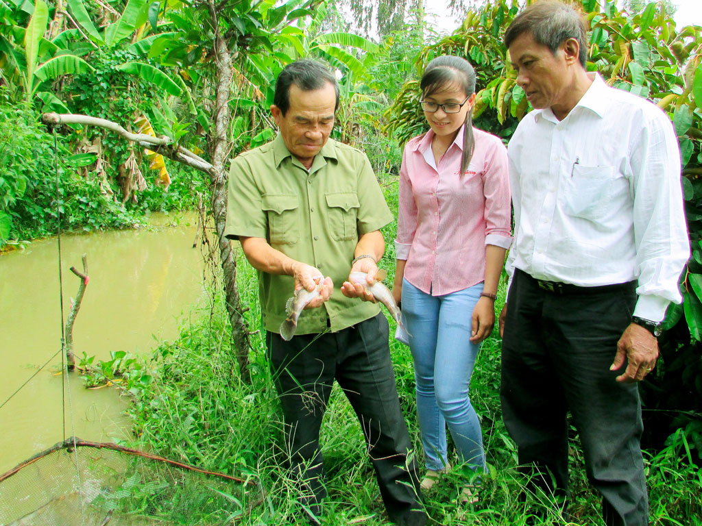 Ông Sử Công Hầu (bìa trái) chia sẻ kinh nghiệm nuôi cá bống tượng với bà con - Ảnh: Trần Thanh Phong