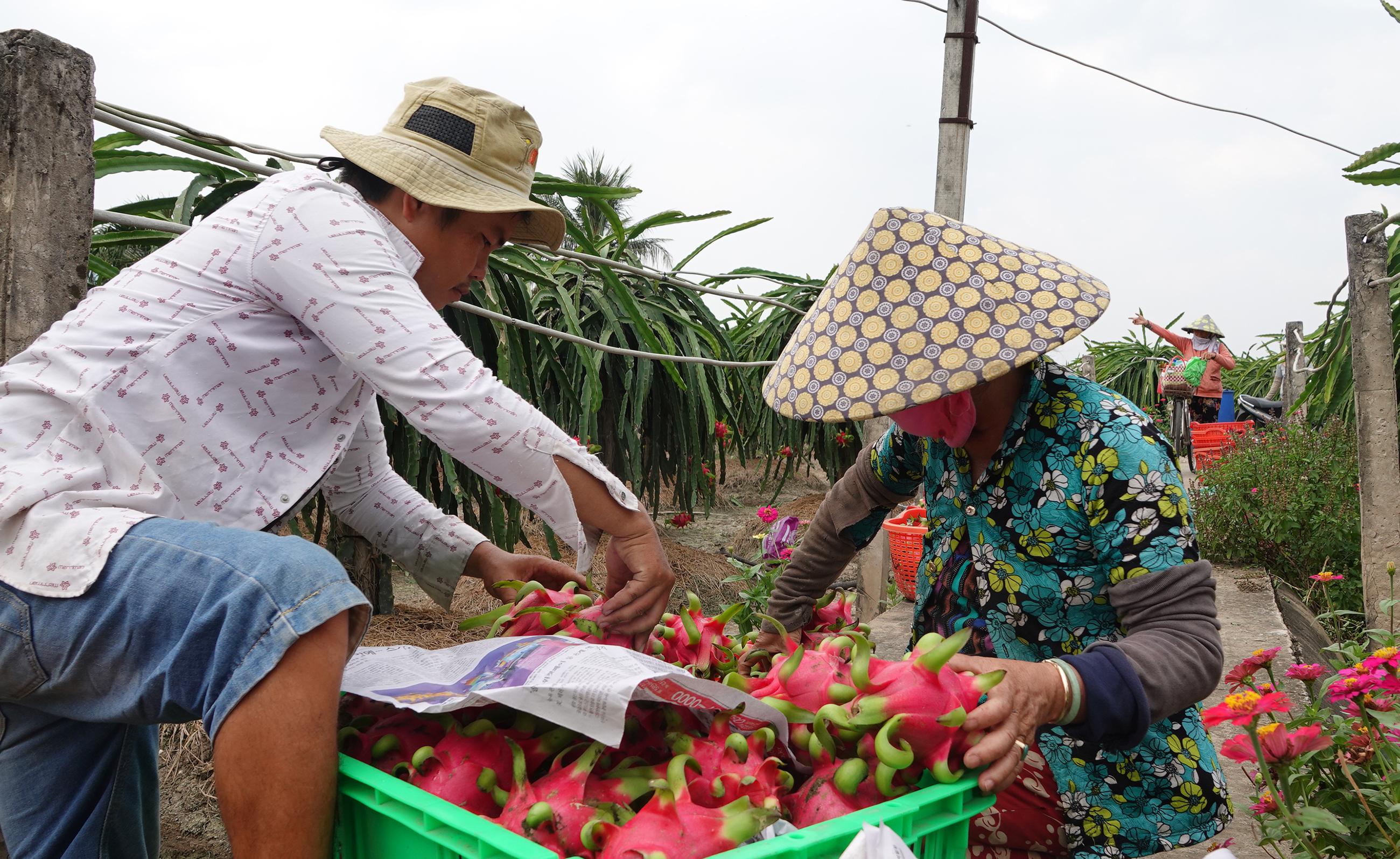 Thanh long Việt đã giảm phụ thuộc vào Trung Quốc và đang phát triển ngày càng mạnh mẽ trên thị trường quốc tế. Hãy xem hình ảnh liên quan để thấy cách người Việt đang khai thác tối đa tiềm năng của loại quả này và giúp đất nước trở thành một trong những nhà sản xuất thanh long hàng đầu thế giới.