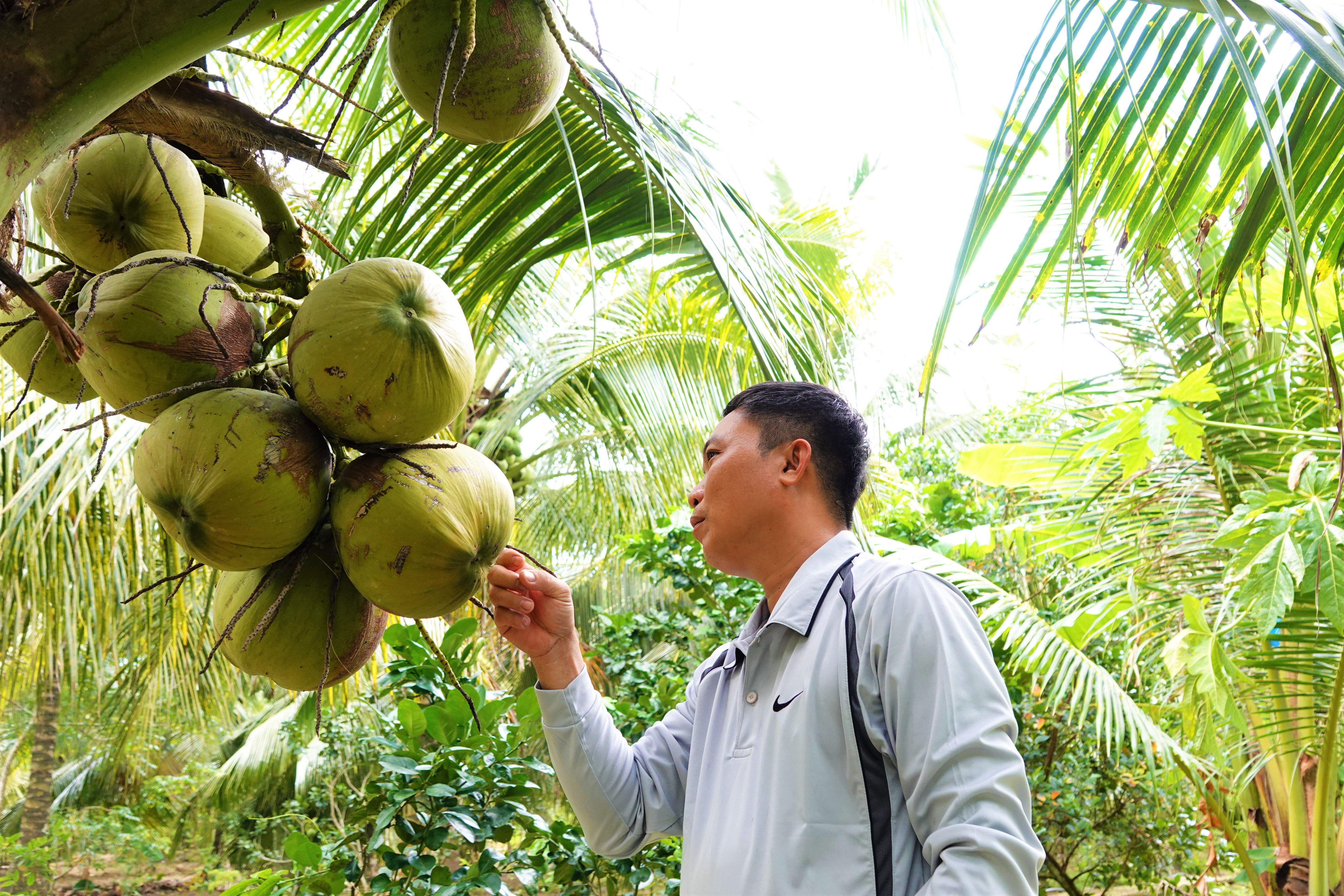 Trồng dừa sáp: Trồng cây dừa sáp không chỉ mang lại lợi ích cho gia đình bạn mà nó còn góp phần tạo nên vẻ đẹp của tự nhiên. Hãy khám phá sự đa dạng của những cây dừa sáp và cách trồng chúng để mang lại sự hoàn hảo cho vườn nhà bạn.