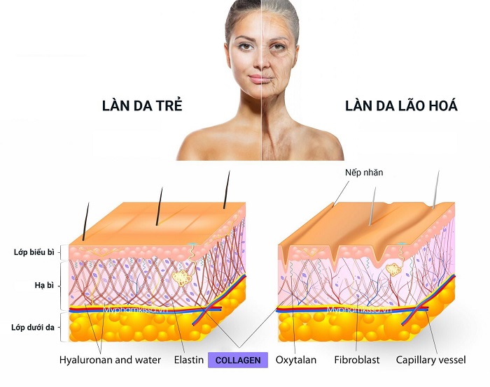 Tác dụng Collagen với da? Collagen chiết xuất từ loại nào làn da hấp thụ  tối ưu?