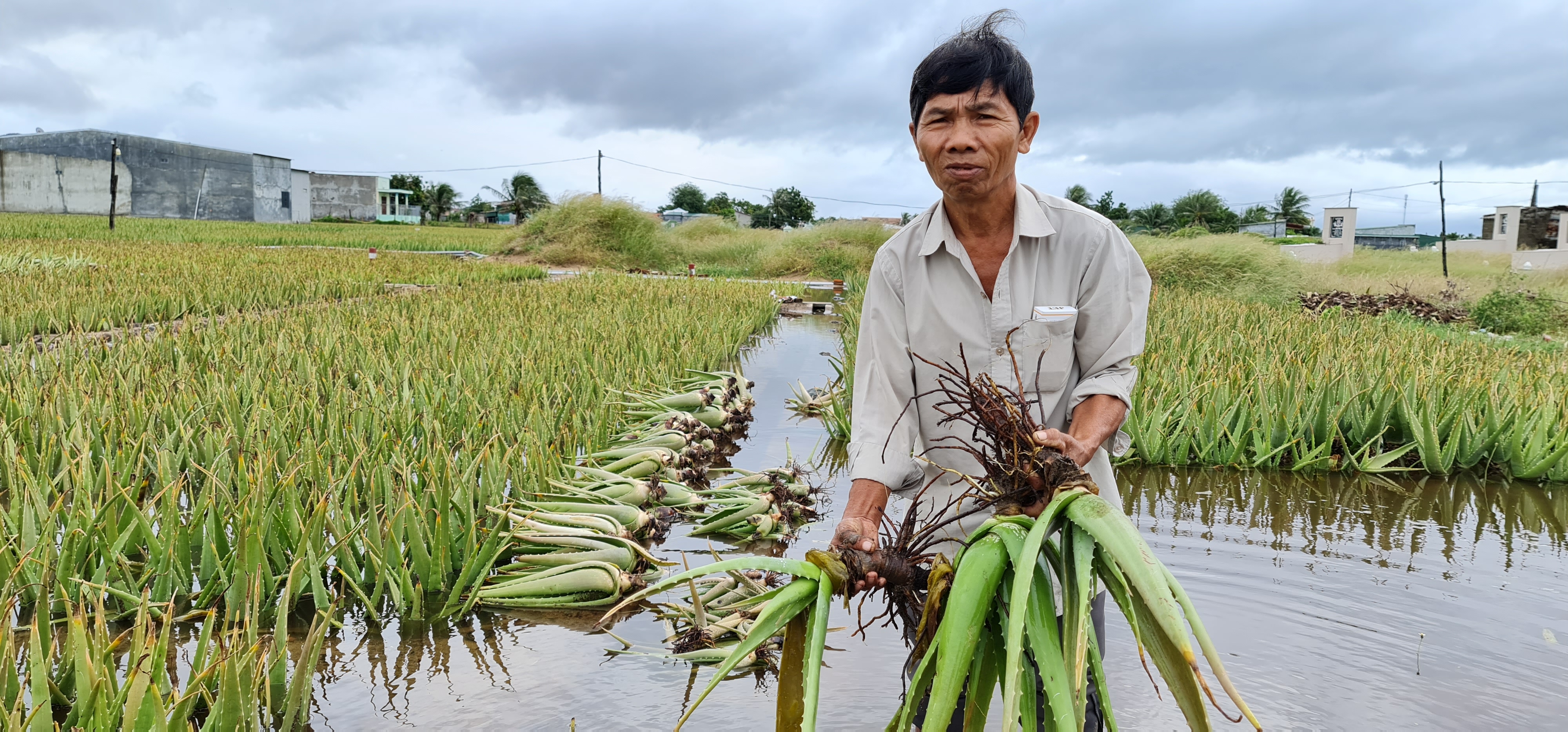 Triển vọng phát triển cây nha đam tại xã Nhân Mỹ