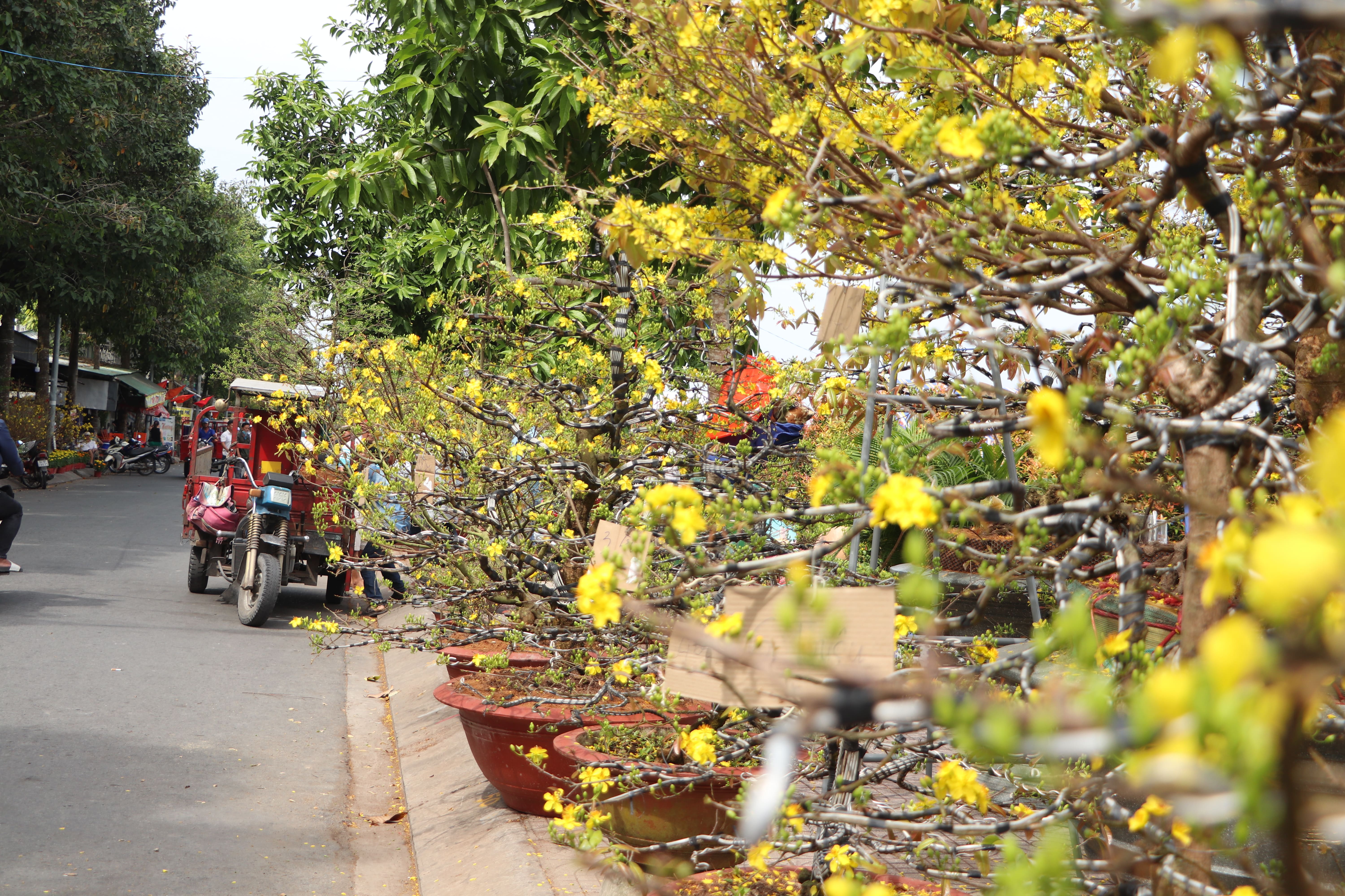 Rau quả cây nhà lá vườn tại chợ Tết quê  baotintucvn