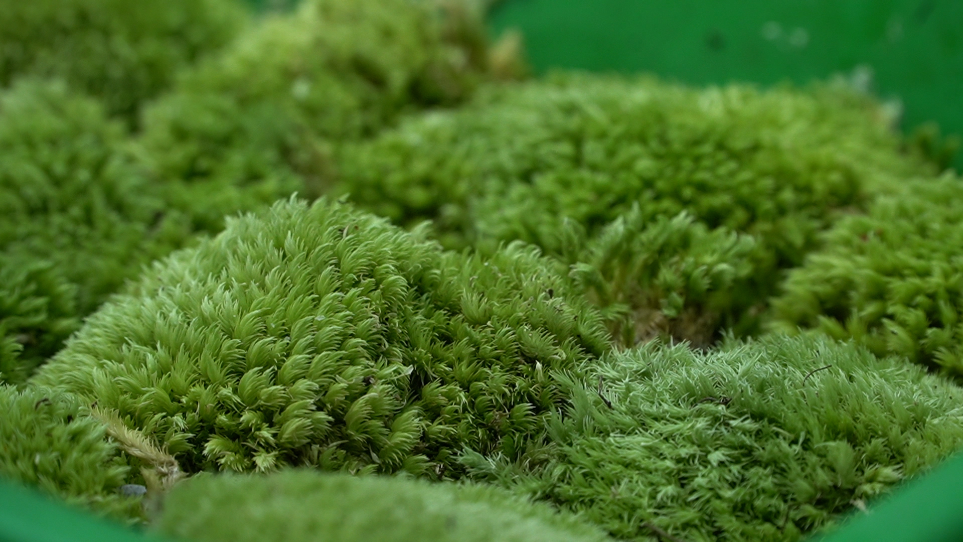 Cận cảnh những bức tranh rêu “10 năm không tưới vẫn xanh” giá bạc triệu