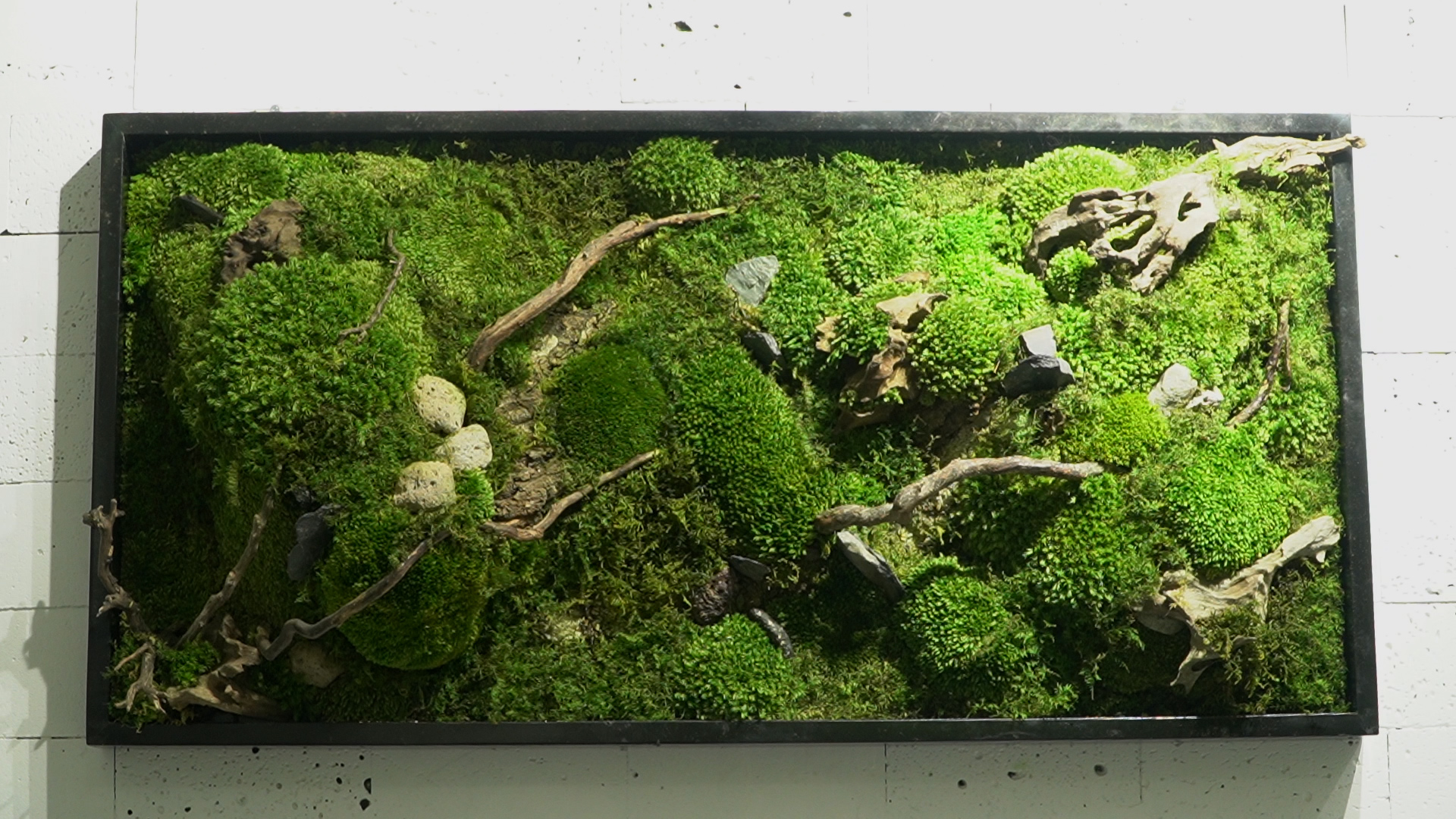 Cận cảnh những bức tranh rêu “10 năm không tưới vẫn xanh” giá bạc triệu