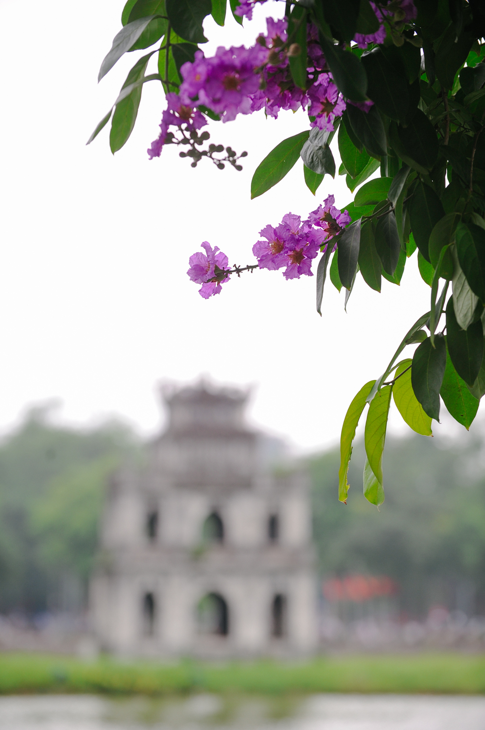 Ha-Noi-tim-ngat-mua-hoa-bang-lang