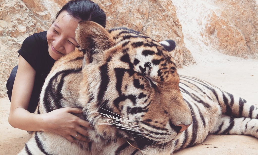 Quỳnh Anh đang ôm những "bé" cọp trong Tiger Temple (Kanchanaburi, Thái Lan)