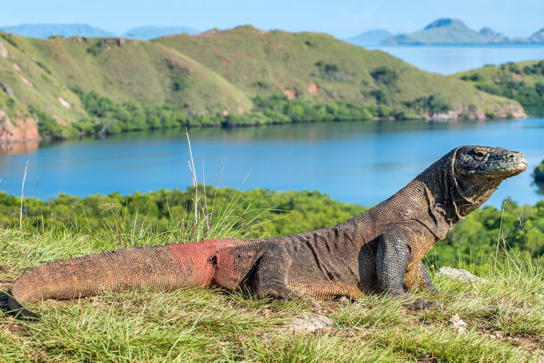 The fierce and fierce attack of the komodo dragon on the timor deer.