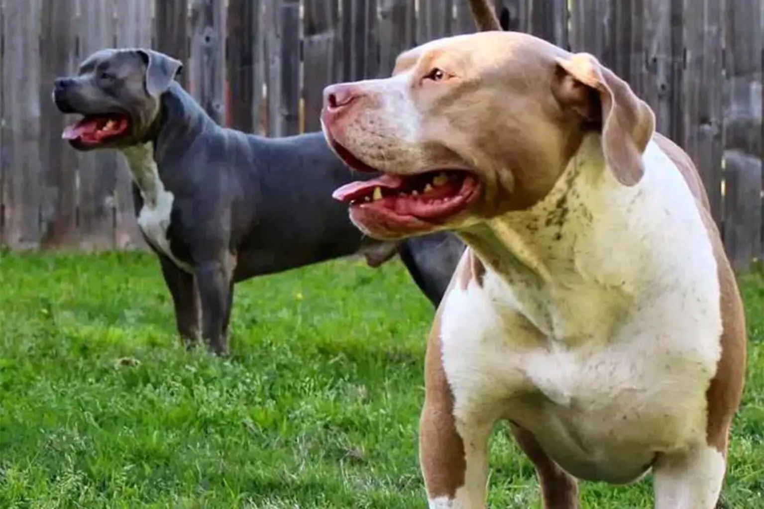 Hình ảnh chó Pitbull đẹp thuần chủng ngầu nhất Trường THPT Kiến Thụy