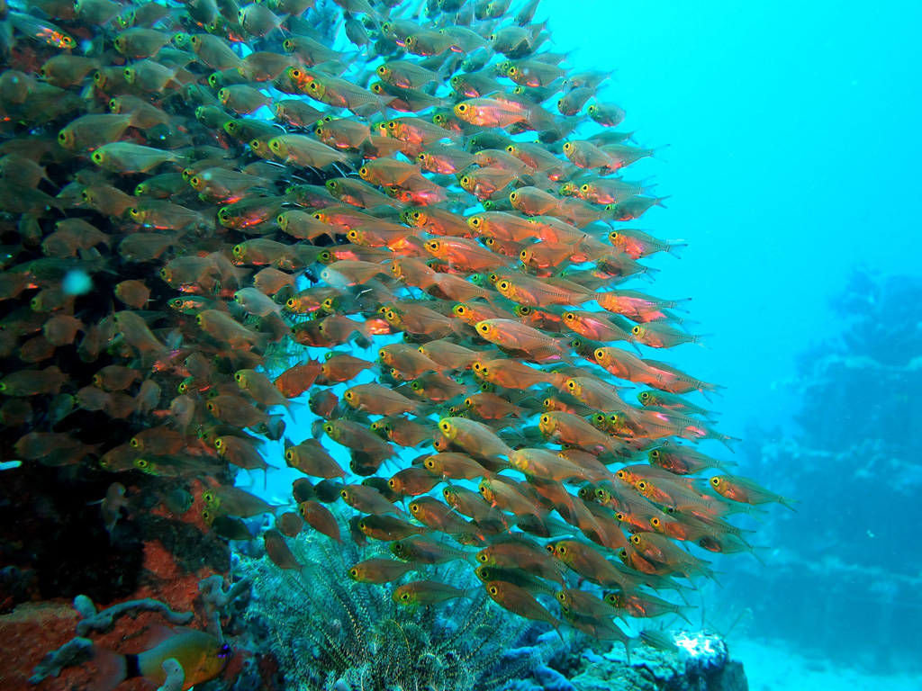 Cập nhật hơn 70 về hình nền đẹp về đại dương hay nhất  coedocomvn