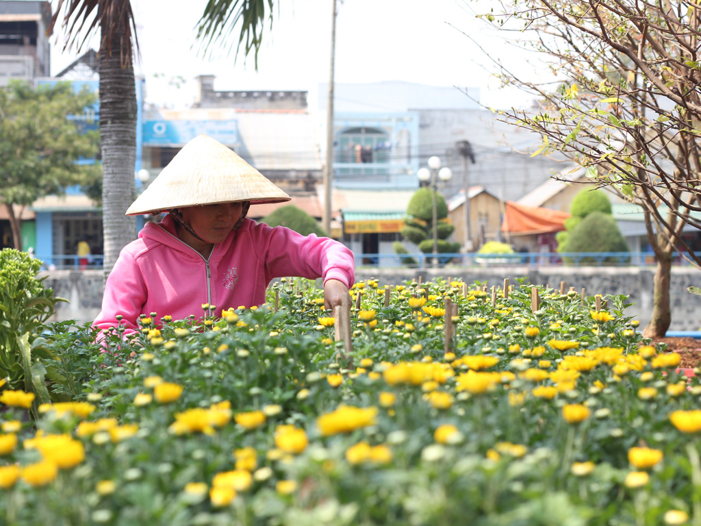 Trong hơn 2.000 chậu cúc vàng, năm nay chị Tuyền chỉ kịp xuất bán 500 chậu vì hoa chậm nở - Ảnh: Giang Phương