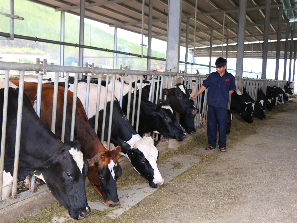 Chi tiết với hơn 71 về mô hình chăn nuôi bò khép kín