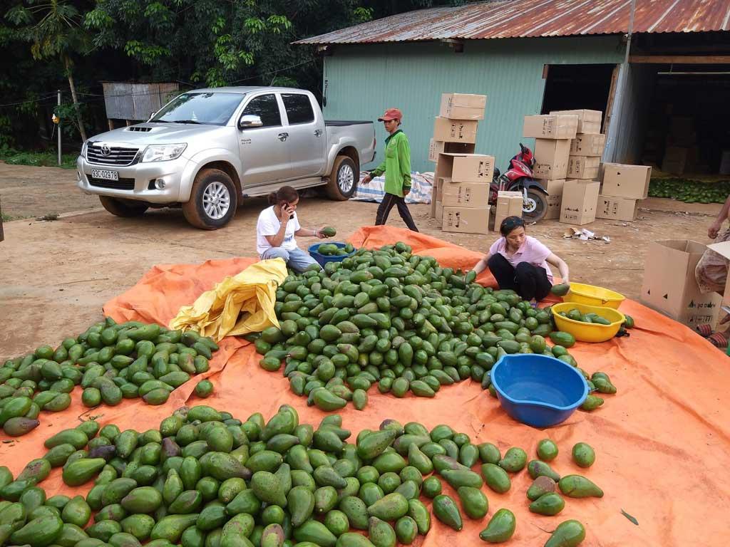 Mô hình trồng cây ăn quả trong vườn cà phê