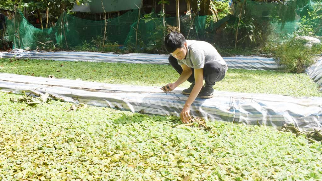 Huyện Vị Thủy Mô hình nuôi Ốc bươu đen giúp tăng sinh kế gia đình